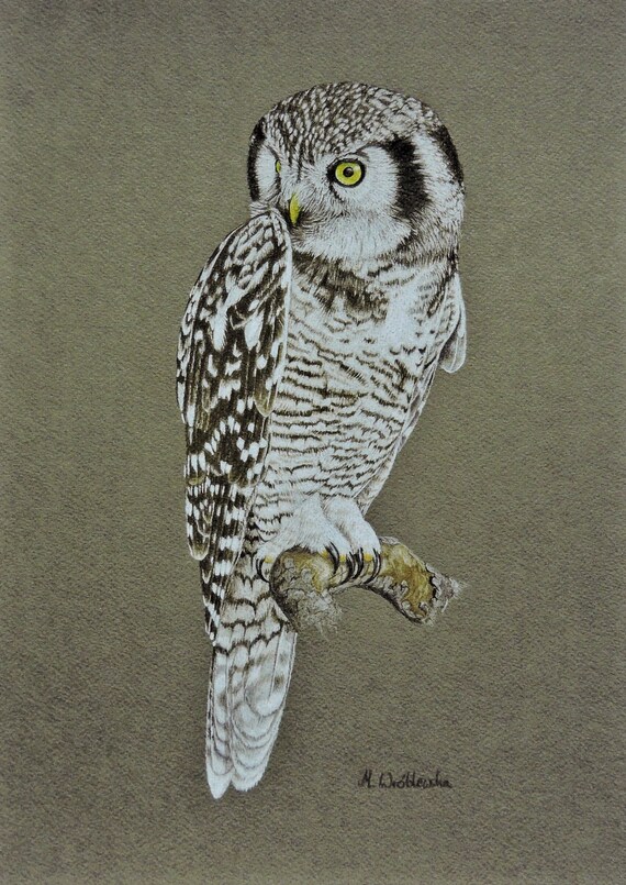 Hawk Owl, a fine art print with an owl, Sperbereule.