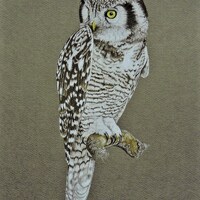 Hawk Owl, a fine art print with an owl, Sperbereule.