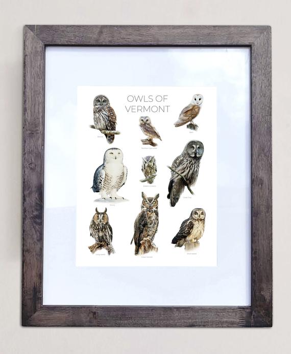 Owls of Vermont- Print of 9 Owl Oil Paintings