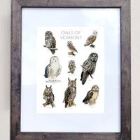 Owls of Vermont- Print of 9 Owl Oil Paintings