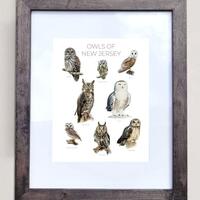 Owls of New Jersey- Print of 8 Owl Oil Paintings