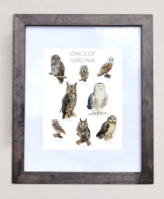 Owls of Virginia- Print of 8 Owl Oil Paintings