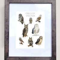 Owls of Virginia- Print of 8 Owl Oil Paintings