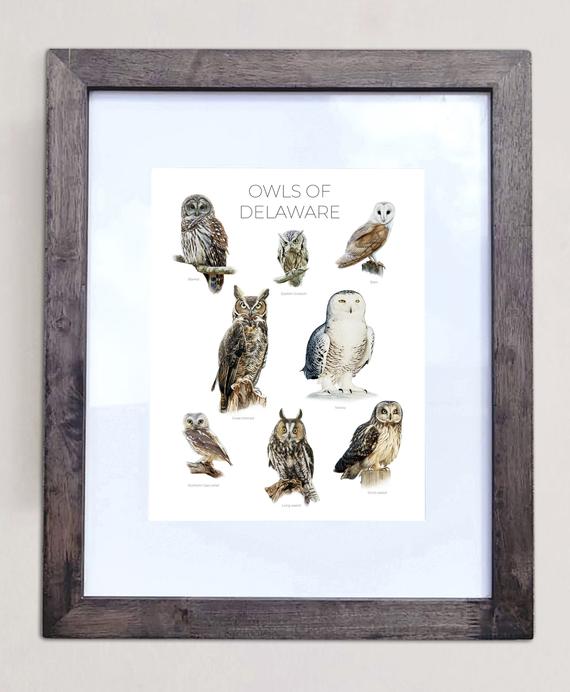 Owls of Delaware- Print of 8 Owl Oil Paintings