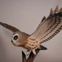 Life Sized Open-winged Saw-whet Owl