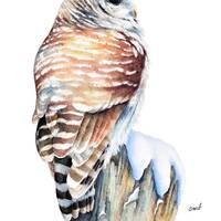 Barred Owl Watercolor Print