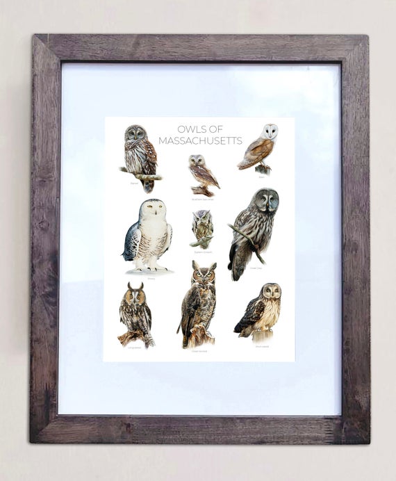Owls of Massachusetts- Print of 9 Owl Oil Paintings