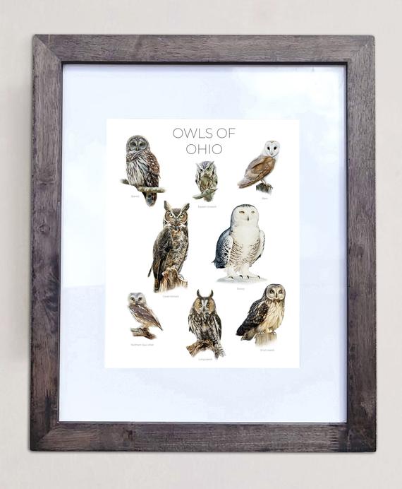 Owls of Ohio- Print of 8 Owl Oil Paintings