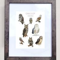 Owls of Ohio- Print of 8 Owl Oil Paintings