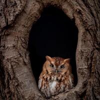 Screech Owl Photo, Metal or Acrylic Print