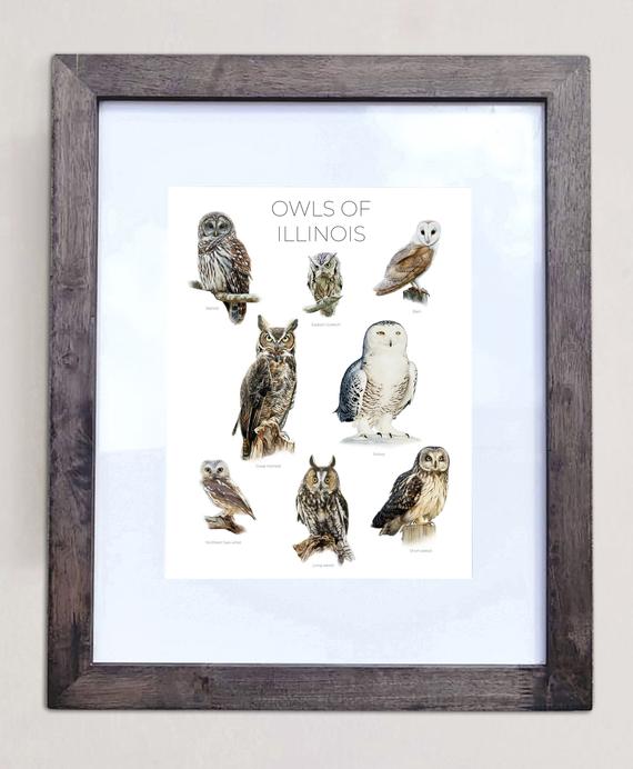 Owls of Illinois- Print of 8 Owl Oil Paintings
