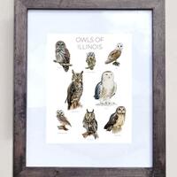 Owls of Illinois- Print of 8 Owl Oil Paintings