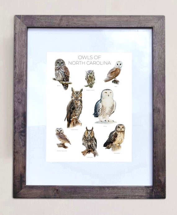 Owls of North Carolina- Print of 8 Owl Oil Paintings
