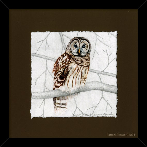 Framed Print: Barred Owl colored pencil illustration