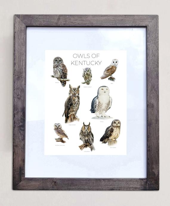 Owls of Kentucky- Print of 8 Owl Oil Paintings