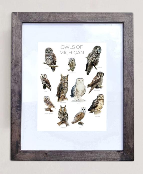 Owls of Michigan- Print of 11 Owl Oil Paintings