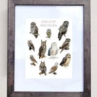 Owls of Michigan- Print of 11 Owl Oil Paintings