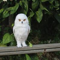 Needle Felted Snowy Owl sculpture