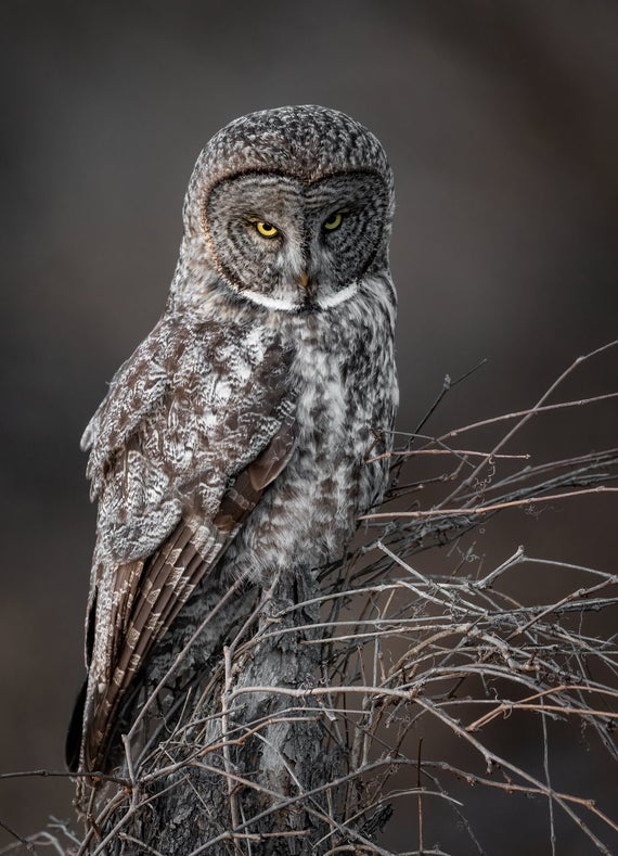 Great Gray Owl Photo, Metal or Acrylic Print
