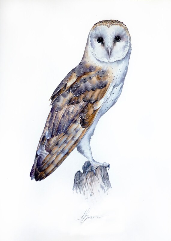 Barn Owl Watercolor Painting Print