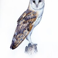 Barn Owl Watercolor Painting Print
