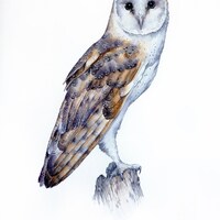 Barn Owl,  Watercolor Painting Birds, Fine Art Print, Nature Art, Collection, Home Decoratio...