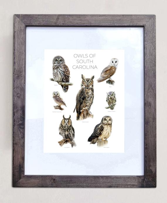 Owls of South Carolina- Print of 7 Owl Oil Paintings