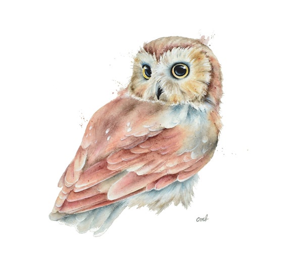 Saw-whet Owl Watercolor Painting Print