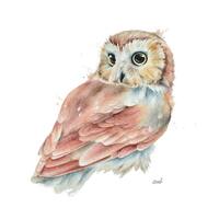 Saw-whet Owl Watercolor Painting Print