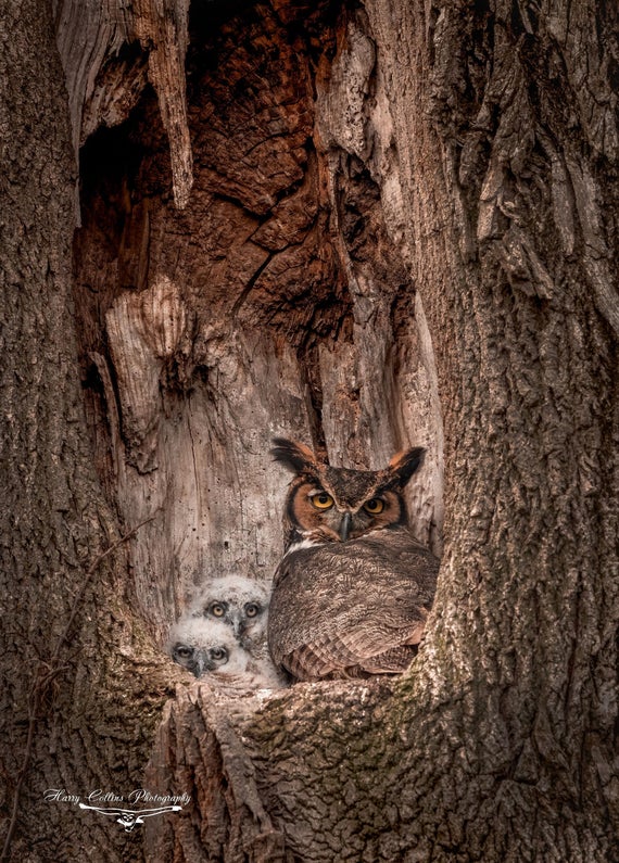 Great Horned Owl Photo, Metal or Acrylic Print