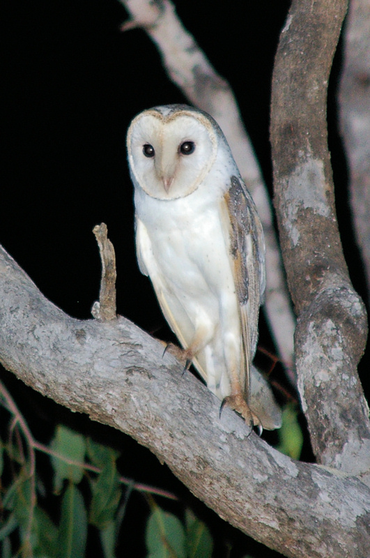 Eastern Barn Owl perched in the fork of a tree at night by Deane Lewis