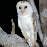 Eastern Barn Owl