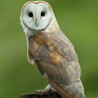 Western Barn Owl