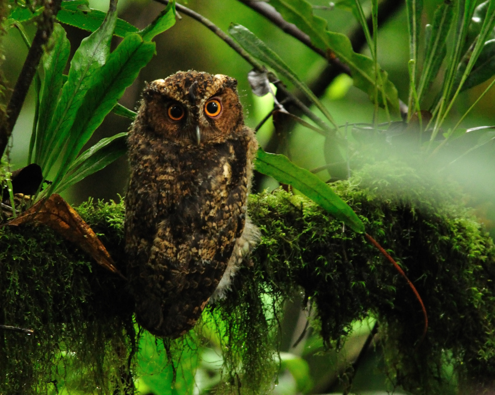 Rajah Scops Owl looks back from a lichen covered branch by Seshadri.K.S