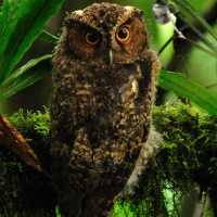 Rajah Scops Owl