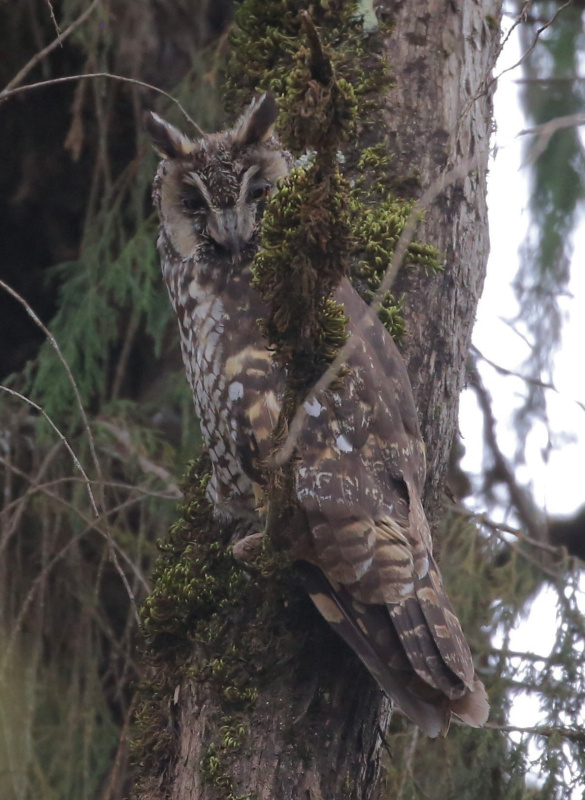 Side view of an Abyssinian Owl perched in a tree looking at us by Bill Moorhead