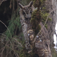 Abyssinian Owl