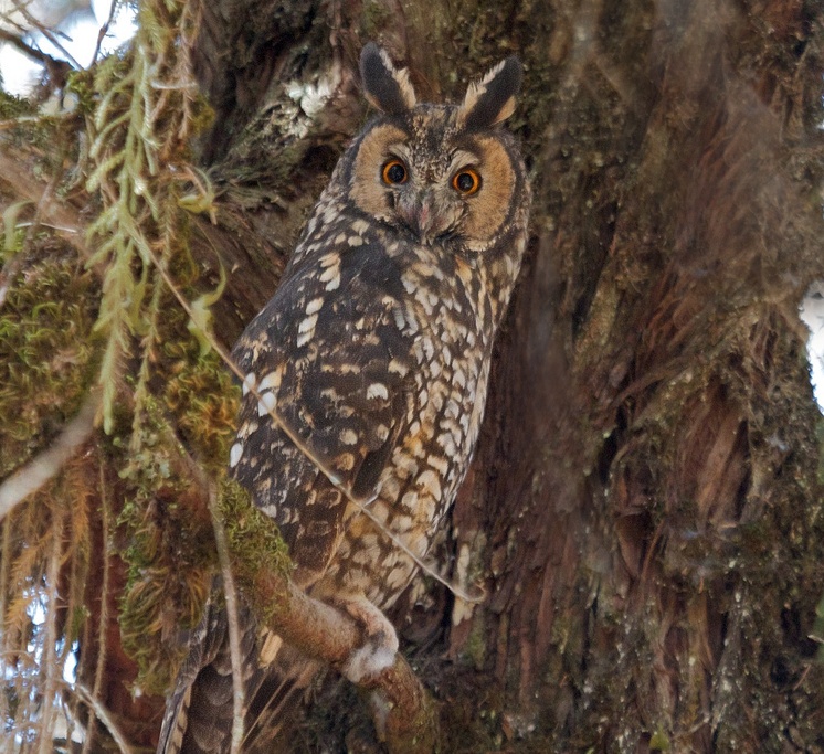 Side view of an Abyssinian Owl looking at us by Mark Piazzi