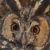 Abyssinian Owl