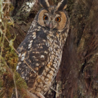 Abyssinian Owl