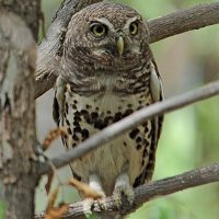 African Barred Owlet