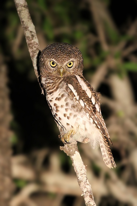 Side view of an African Barred Owlet with its head turned towards us by Richard & Eileen Flack