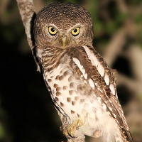 African Barred Owlet