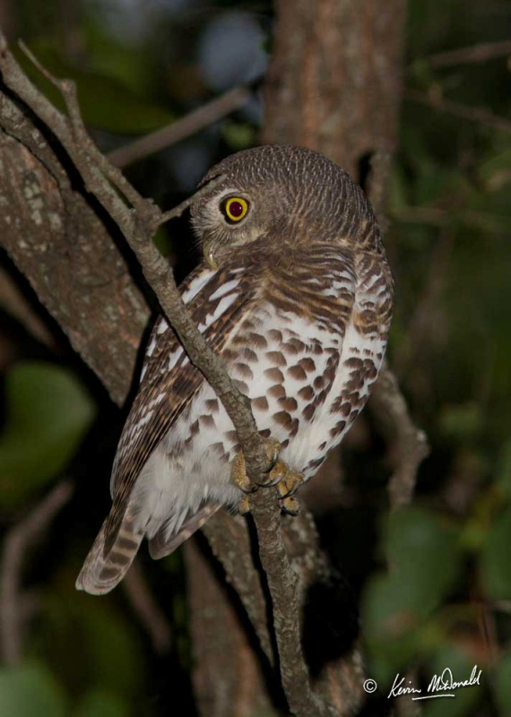 African Barred Owlet looking back over its shoulder at night by Kevin McDonald