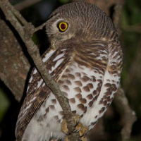 African Barred Owlet