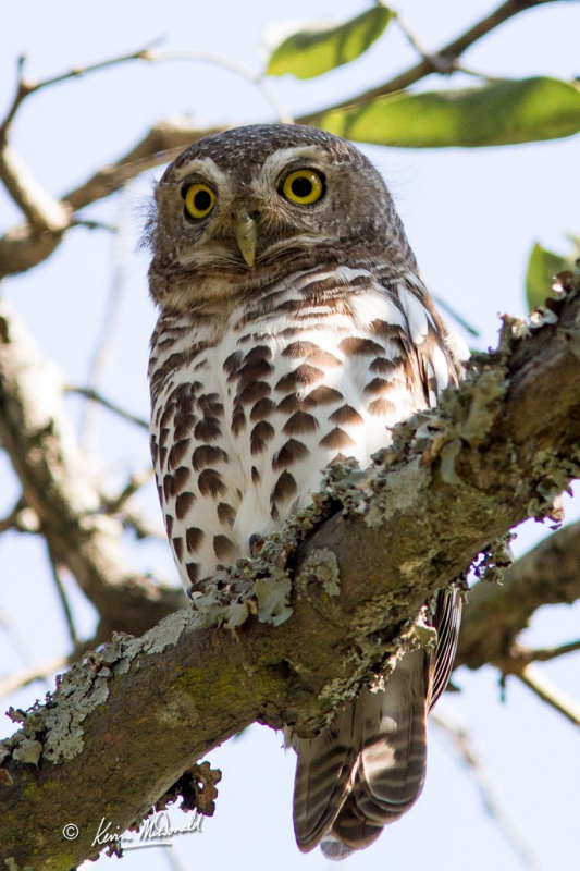 African Barred Owlet perched on a branch during the day by Kevin McDonald