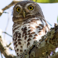 African Barred Owlet