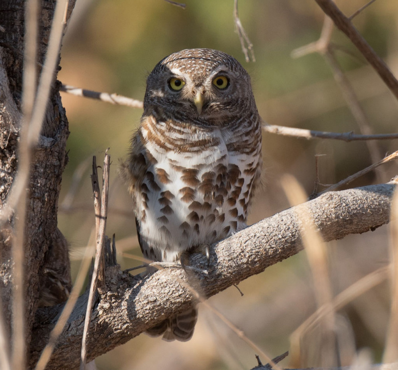 African Barred Owlet perched on a branch during the day by Richard Jackson
