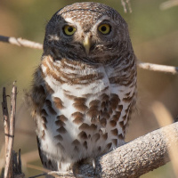 African Barred Owlet