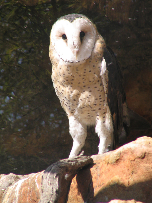 African Grass Owl standing on a rock ledge by Public Domain
